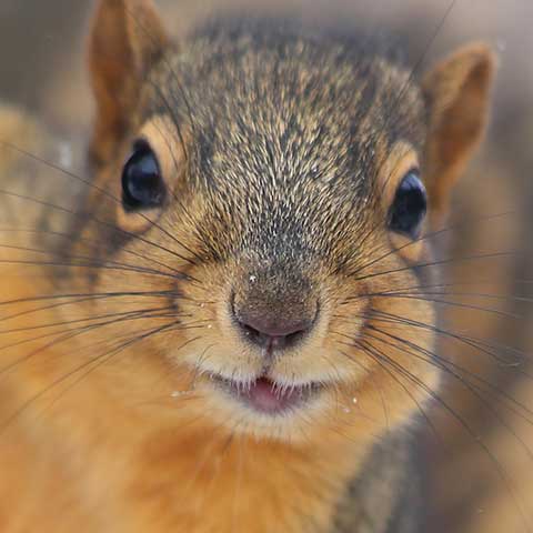 Need red squirrel removal in Minneapolis?