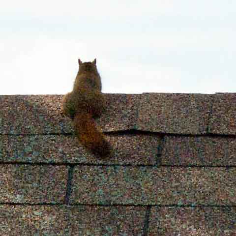 Let us get rid of the squirrels in the attic for you.