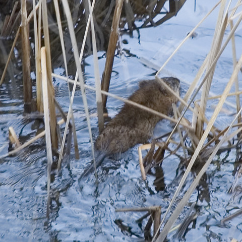 Our muskrat removal service will help you get rid of muskrats.